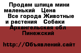 Продам шпица мини маленький › Цена ­ 15 000 - Все города Животные и растения » Собаки   . Архангельская обл.,Пинежский 